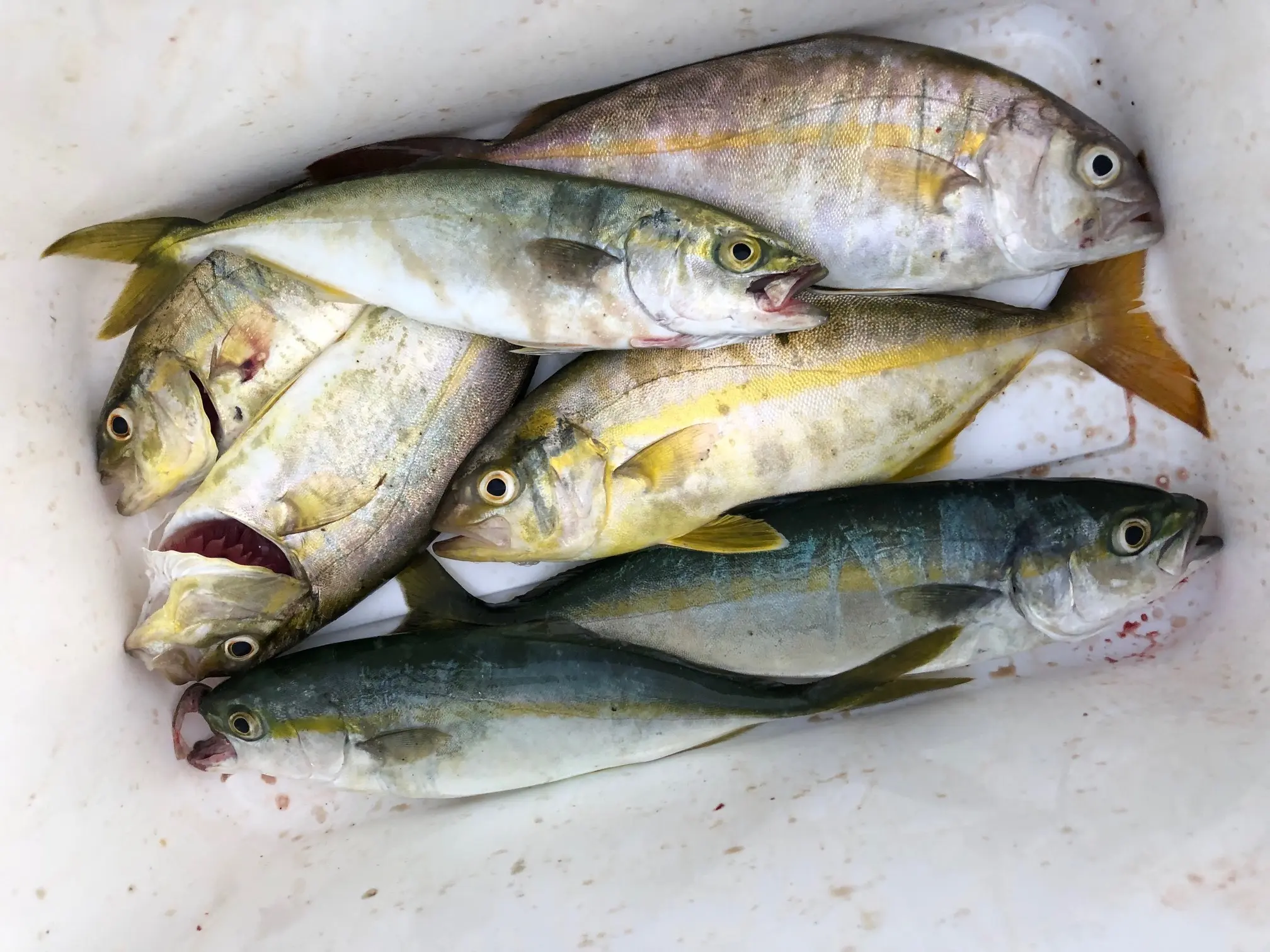 釣り